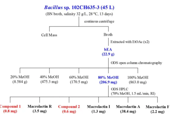 그림 3-2-13-1. Isolation scheme of macrolides.