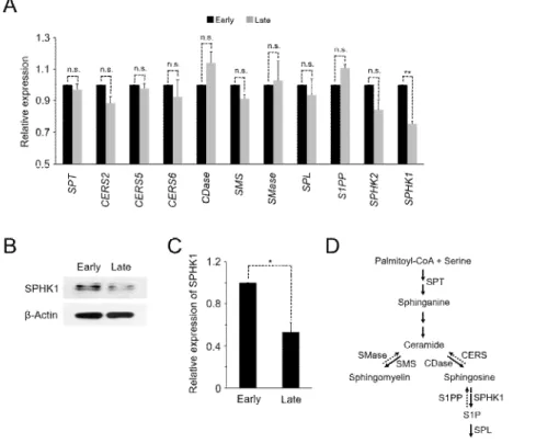 Fig.  2. Transcription  of  SPHK1  is reduced  in  senescent  hAD-SCs.  (A)  Late-passage  hAD- hAD-SCs have  lower  levels  of  SPHK1  mRNA  than  early-passage  cells  as  shown  by  qRT-PCR