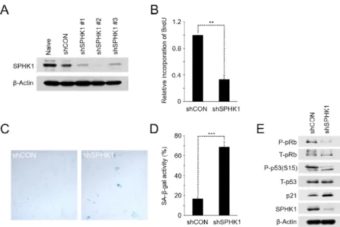 Fig. 3. Knockdown of SPHK1 promotes cellular senescence. (A) Western blotting showing  knockdown  efficacies  of  shRNAs  against  SPHK1  (shSPHK1  #1-3)