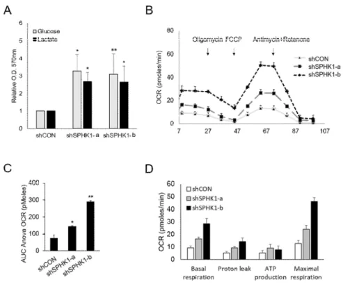 Fig.  9. Depletion  of  SPHK1  enhances  glycolysis  and  OCR. (A)  Metabolic change  occurs  towards glycolysis in the shSPHK1 cells