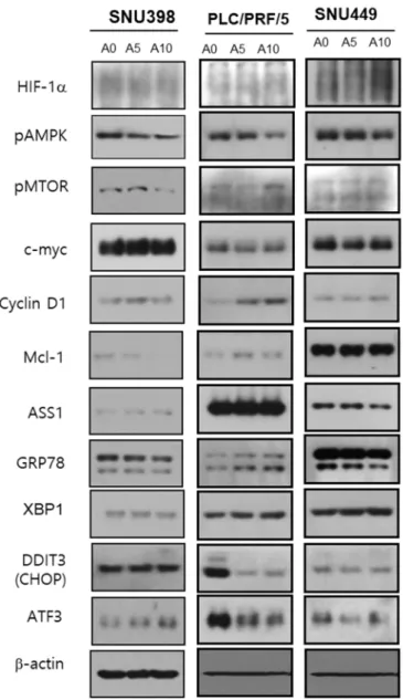 Figure 6. Western blot analysis for various cancer cells in terms of ASS1 expression. 