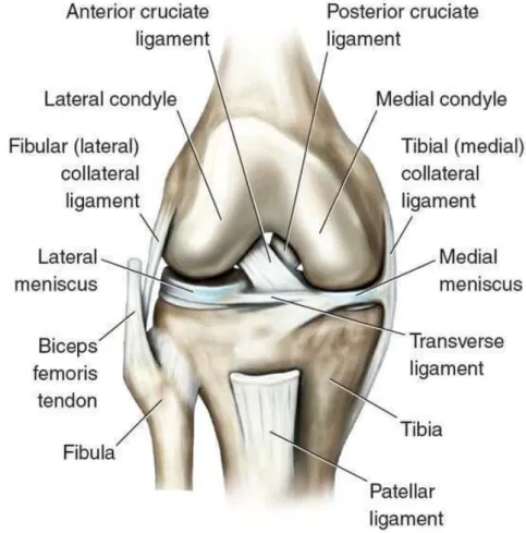 Fig. 1-1 The knee joint anatomical structure 