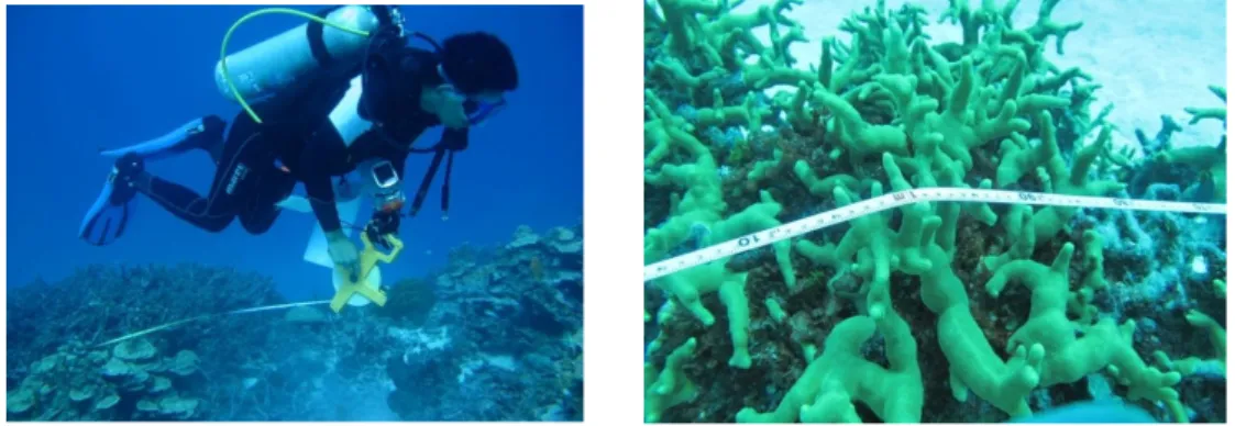 Fig 2. During the surveys, coral bleaching was also observed.