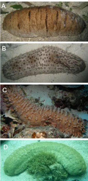 Figure 2. Some commercially valuable species of holothuroids found on Chuuk.