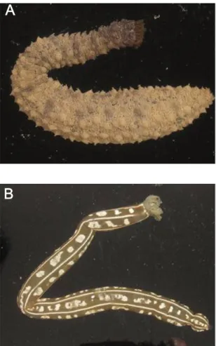 Figure 3. Some undescribed species of holothuroids found on Chuuk. A) Holothuria (Thymiosycia) sp
