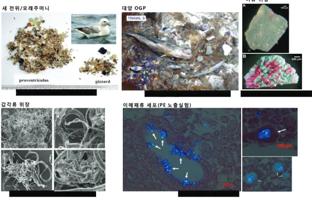 [그림 1-5] 해양환경에서 서식하는 바닷새, 어류, 갑각류 등의 위장에서 발견된 미세플라스틱