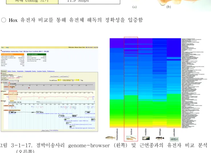 그림  3-1-17.  점박이송사리  genome-browser  (왼쪽)  및  근연종과의  유전자  비교  분석  (오른쪽)