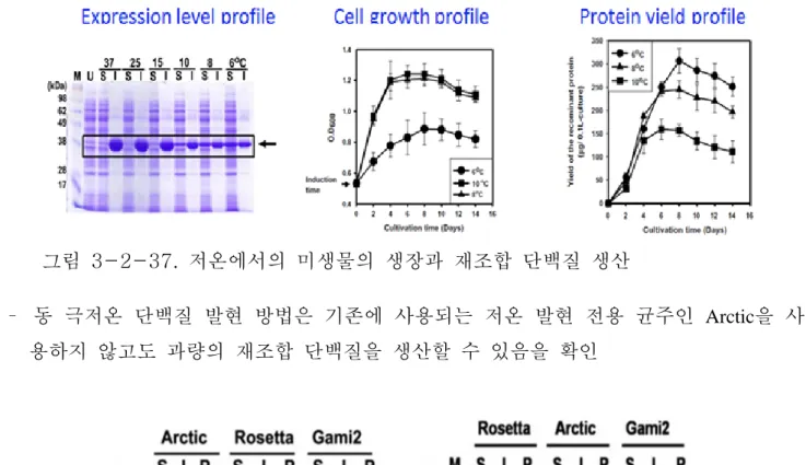그림  3-2-37.  저온에서의  미생물의  생장과  재조합  단백질  생산