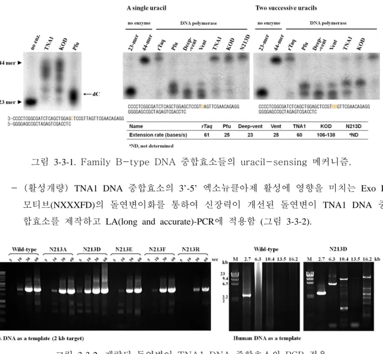 그림  3-3-1.  Family  B-type  DNA  중합효소들의  uracil-sensing  메커니즘.