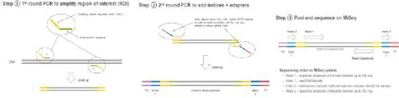 그림 3-1-2. NGS의 1차 PCR, 2차 PCR 및 대용량의 DNA sequencing