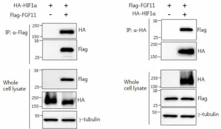 [그림  57].  COS7세포에서  HIF1a와  FGF11의  interaction  검증