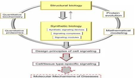 [그림  16]  Overview  of  combining  structural  biology  with  synthetic  biology