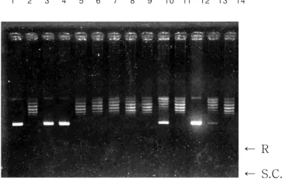 Fig.  3-3-1.   Inhibition  of  topoisomerase I  by  fractiones of  Streptomyces   sp. 