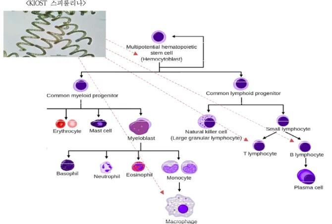 [그림 1-6] 스피룰리나에 의한 세포 활성 및 세포 면역시스템 조절