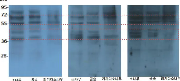 그림  13.  IgE  Immunoblotting에  의한  자생  소나무류  꽃가루  항원의  결합  IgE  분석 
