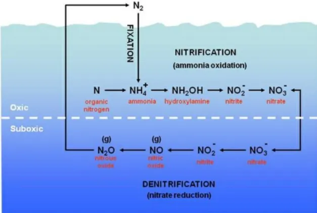 Fig 2.1 Diagram of the marine nitrogen cycle,