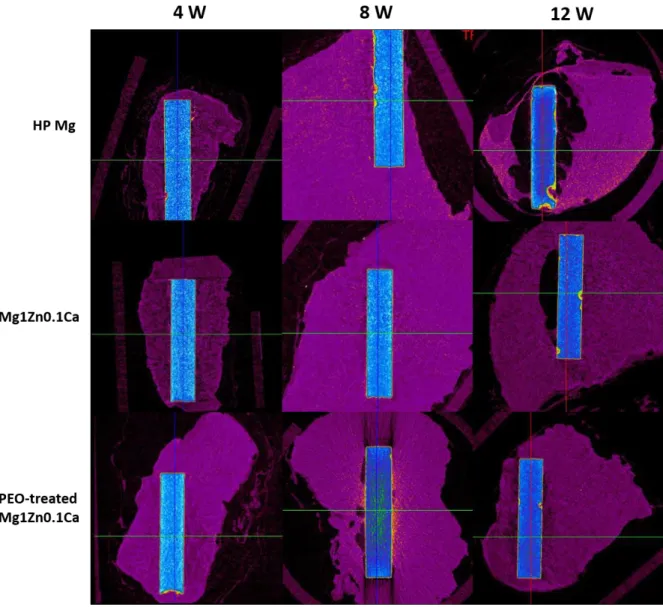 Figure  7.  Micro-CT  scan  images  of  the  rabbit  prevertebral  muscle.  Micro-CT  scans  were  taken 4, 8, and 12 weeks after surgery
