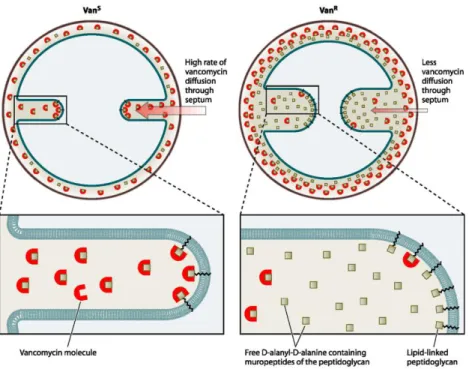 그림 3. 반코마이신 감수성 황색포도알균과 반코마이신 불균질내성 황색포도알균의 세포벽 에서 반코마이신 작용 부위 차이를 보이는 모식도[35]