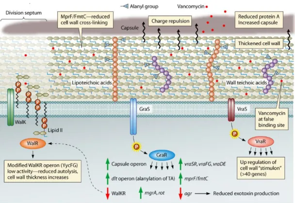 그림 4. 반코마이신 불균질내성 포도알균 황색포도알균의 세포벽 합성과 관련된 유전자 모 식도[35]