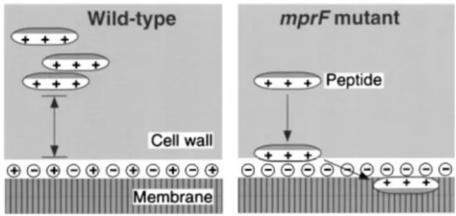 그림 26. mprF 유전자 돌연변이 발생 시 세포막의 전극 변화[73]