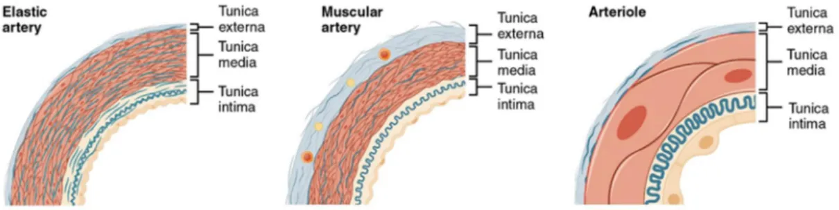Figure  1.  Types  of  arteries  and  arterioles.  Comparison  of  the  walls  of  an  elastic  artery,  a  muscular artery, and an arteriole