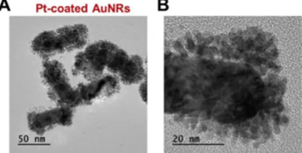 그림  2.  Pt-AuNR의 투과 전자 현미경 이미지(A) 단일 Pt-AuNR의 확대된 투과 전자 현미경 이미지(B)