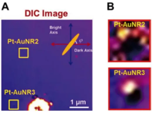 그림  4. 슬라이드 글라스에 고정된 Pt-AuNR 단일 입자의 DIC 이미지 (A)  노란 색 상자로 표시된 Pt-AuNR의 확대된 이미지 (B)