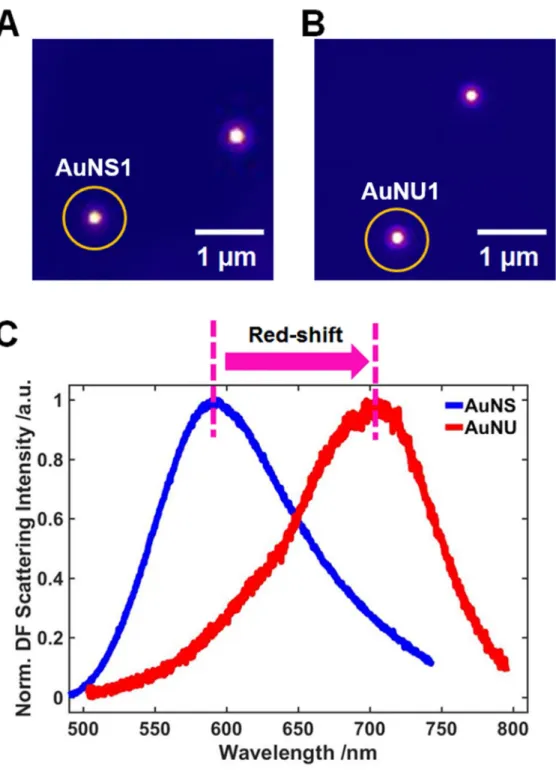 그림  9.  AuNS와  AuNU의  DF  이미지  (A,  B)  AuNS와  AuNU의 단일 입자 산란 스펙트럼 (C)