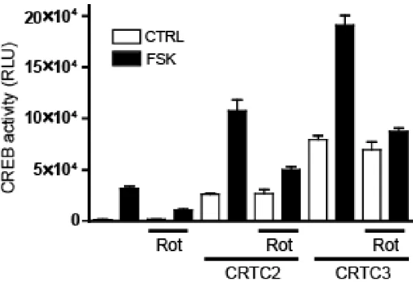 그림 1-2. Rottlerin의 CRTC2/3을 과발현시킨 293T세포에서 CREB  리포터활 성