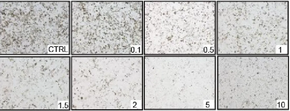그림 2-2. Mel-ab  세포에서 rottlerin의 농도에 따른 멜라닌 함량의 현미경 관 찰