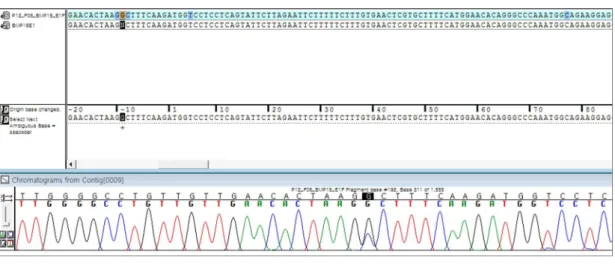 Fig. 4. Electropherogram of the  BMP15 5’-untranslated region variant. This  variant was detected in 5.8% of the participants and a cytosine to guanine heterozygous substitution was noted at -9 nucleotide position