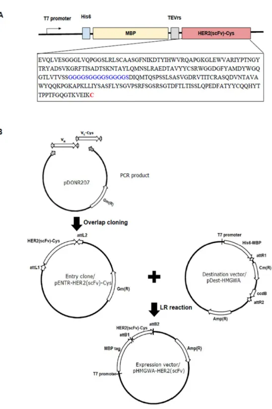 Figure 1. Construct design and cloning strategy of the MBP–HER2(scFv) expression  vector.