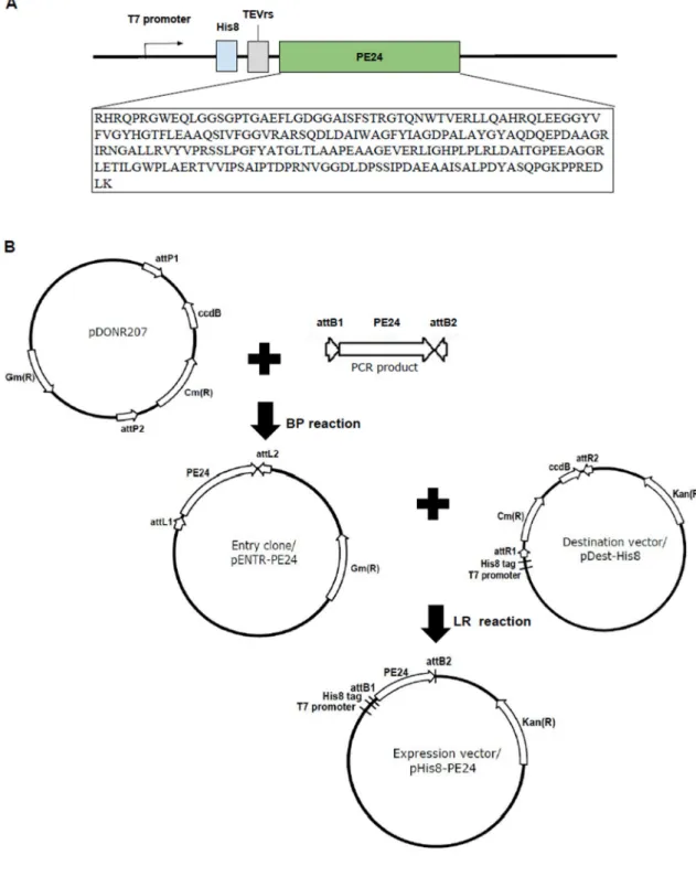 Figure 2. Construct design and cloning strategy of the His8 – PE24 expression vector. 