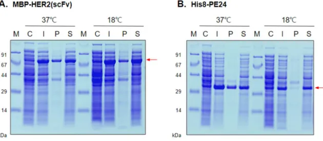 Figure  3. Expression  and  solubility  analysis  of  MBP–HER2(scFv)  and  His8–PE24  in  E.coli, BL21 strain.