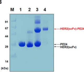 Figure 5. Chemical conjugation with SPDP linker.