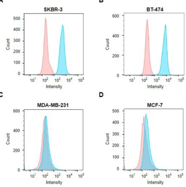 Figure 6. Binding capacity of the HER2(scFv)–GFP conjugate.