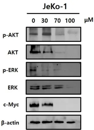 Figure 6. Proliferation related protein expression analyzed by Western blot.