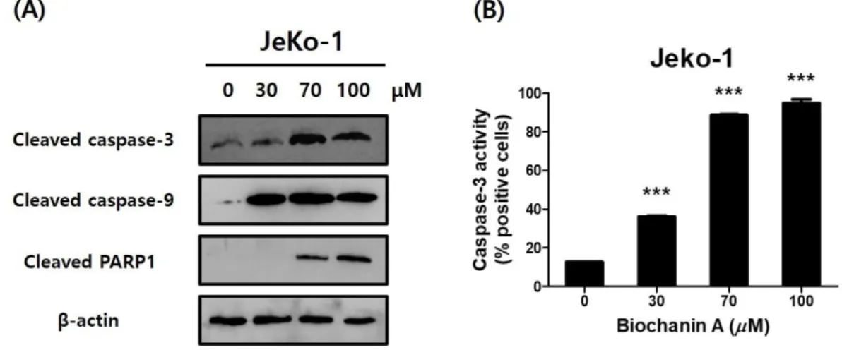 Figure 8. Biochanin A induces apoptosis through a caspase cascade.