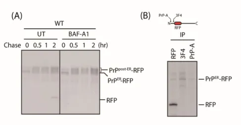 Figure  3. RFP 태깅된 프리온 단백질은 분해된 후 free-RFP는 리소좀에 축적된 다.