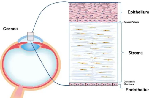 Figure 1. Structure of Cornea[8]