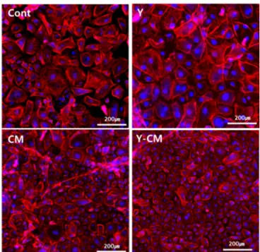 Figure 4. Actin  staining images of  RCECs (red).  Nuclei  were  stained  with  DAPI.  Passage number 5