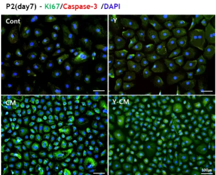 Figure 7. Expression of the proliferation and apoptosis marker, Ki67 (green), Caspase-3(red) by immunofluorescence staining
