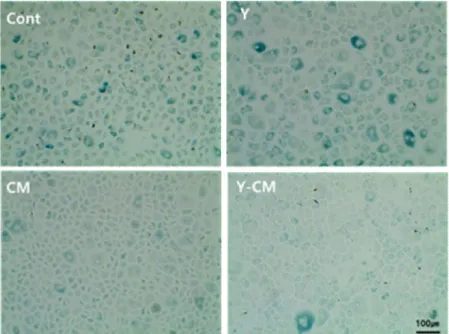 Figure 8. Beta-galactosidase stain of RCECs with or without ROCK inhibitor  and conditioned medium