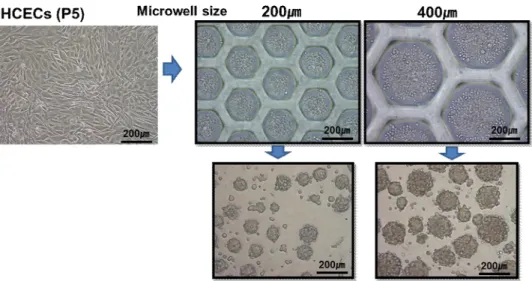 Figure 29. Different size spheroids formation using microwell.