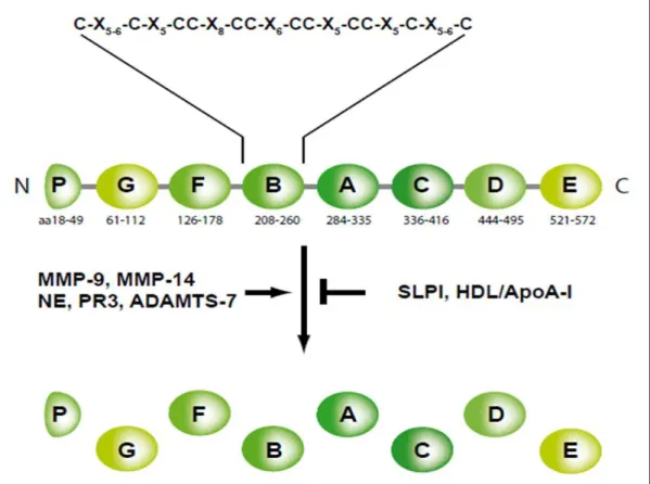 Figure 1.  Stucture  and cleavage of PGRN. (from  ref. 17 ). Each circle represents granulin  domain  containing  the  consensus  motif  of  12  cysteine  residues