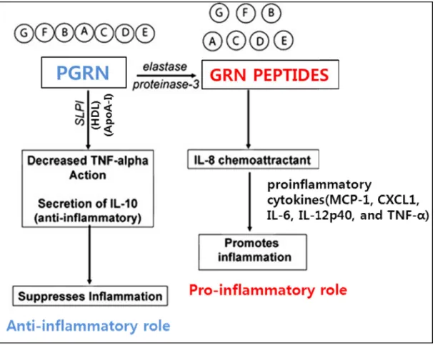 Figure  2.  PGRN  and  GRNs have  opposing  inflammatory  effects.  (from  ref. 13 ). Intact  PGRN,  which  is  represented  schematically  as  a  chain  of  granulin  domains  (linked  circles)  supresses inflammtion by, among other processes, blocking TN