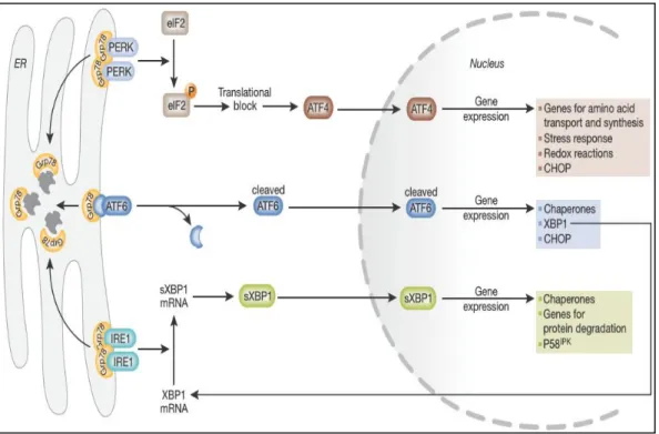 Figure  3.  Signaling  of  unfolded  protein response. (from  ref. 18 ).GRP78 dissociates from  the three  endoplasmic reticulum(ER) stress receptors, pancreatic ER Kinase (PKR)-like ER  kinase  (PERK),  activating  transcription  factor  6  (ATF6) and  in