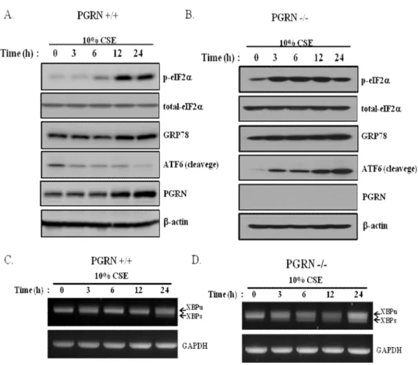 Figure 5. CSE-induced ER stress responses in PGRN intact and deficient cells.
