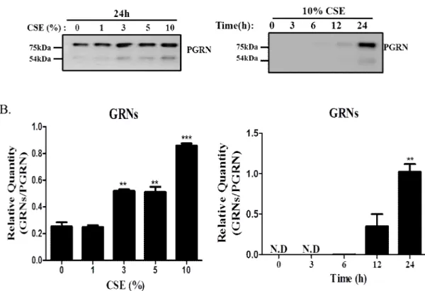 Figure 6. Increased proteolytic cleavage of the secreted PGRN to GRN in  culture supernatants from CSE exposed A549 cells