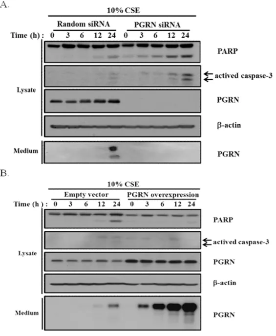 Figure 9.  PGRN  prevented  CSE-mediated  apoptosis  in  epithelial  cell.  PGRN- PGRN-depleted (A) and PGRN-overexpressed (B) A549 cells were exposed to 10% CSE for various  time periods as indicated